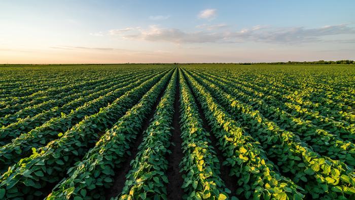 Soybean crop
