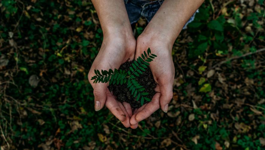 Hands holding a budding plant