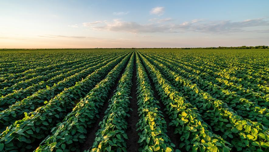Soybean crop