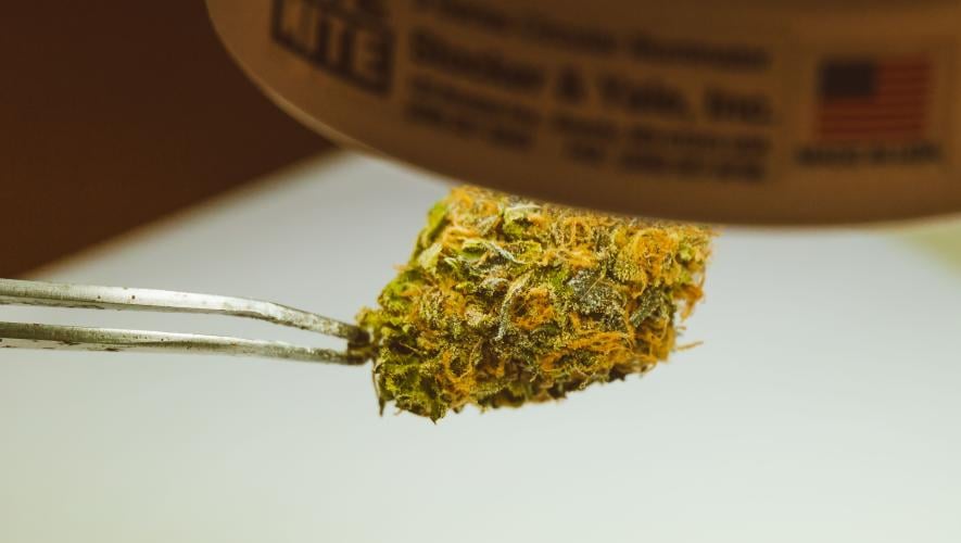 Detailed view of a cannabis bud held by tweezers under a light, emphasizing texture and trichomes.