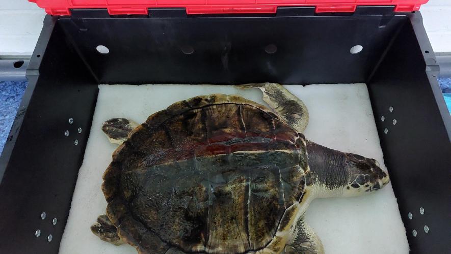Rescued sea turtle Tally