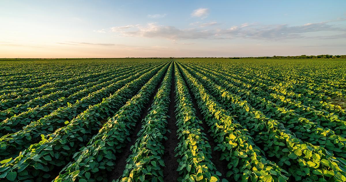 Soybean crop