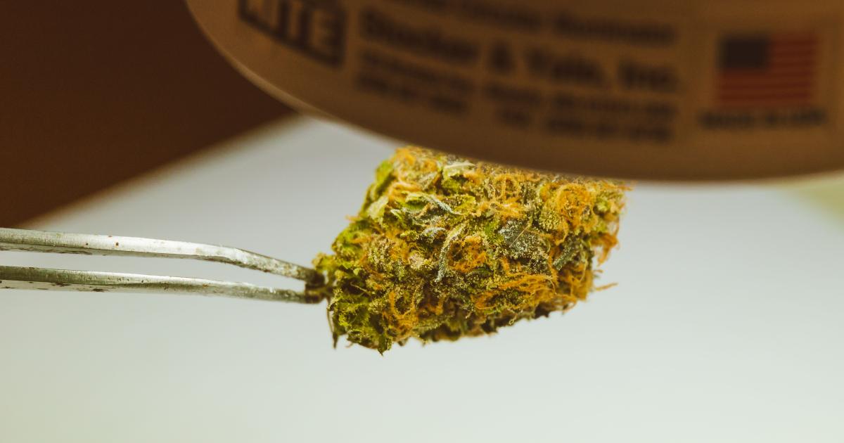 Detailed view of a cannabis bud held by tweezers under a light, emphasizing texture and trichomes.