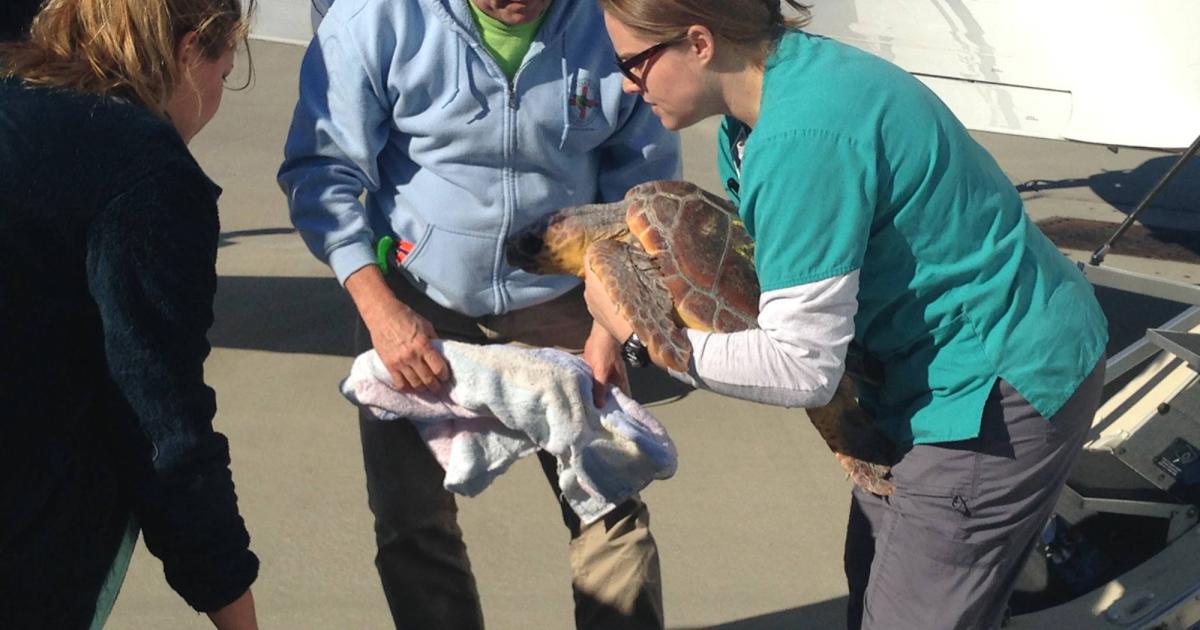 Here one of 600 lucky turtles is prepared to hitch a ride from Cape Cod to a more hospitable climate.