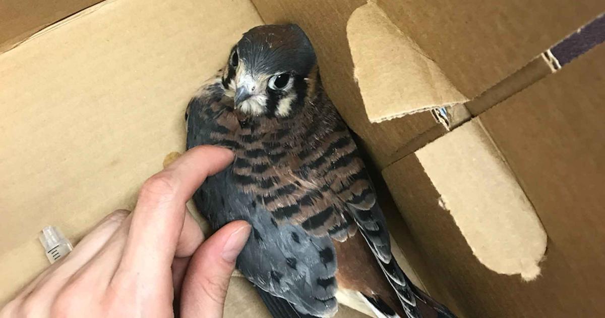 Duncan Aviation NDT master tech Molly Stuhr collected two of the three American kestrel falcons in the hangar and contacted the Fontenelle Forest Raptor Recovery Center. (Photo: Molly Stuhr)