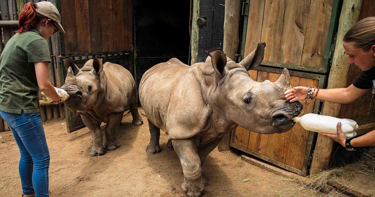 Helping orphaned rhinos in South Africa is part of Swiss fuel provider Valcora's environmental support commitment. According to CEO Daniel Coetzer, the company has directly donated tens of thousands of francs to projects such as these.