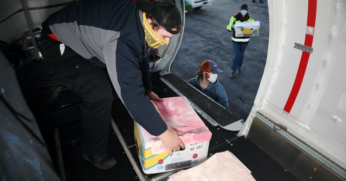 A Saab 340 operated by Castle Aviation flew a load of 120 cold-stunned sea turtles to Texas where they will be rehabilitated and released. (Photo: Turtles Fly Too)