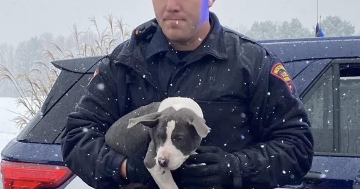 The Wisconsin State Patrol responded to the crash of an animal rescue flight at Western Lakes Golf Course in Pewaukee, Wisconsin, on Tuesday. (Photo: Humane Animal Welfare Society of Waukesha)