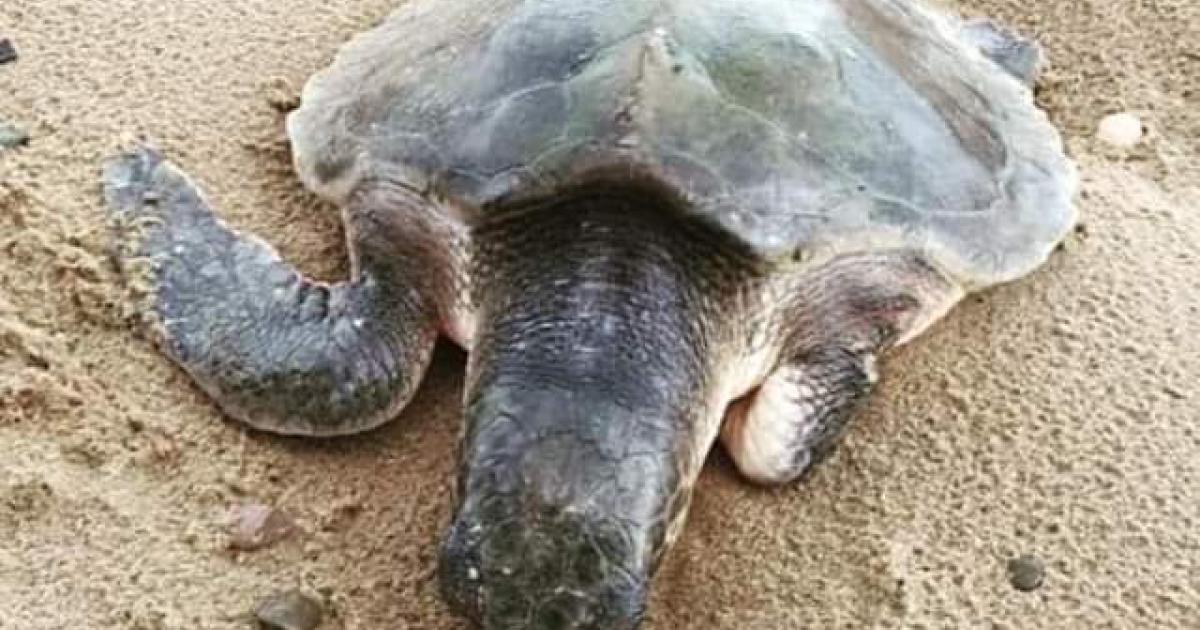 Talley the Kemp's Ridley sea turtle rescued in Wales